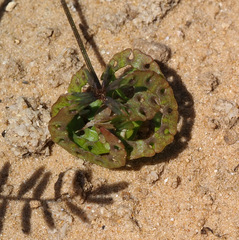 Hippocrepis multisiliquosa