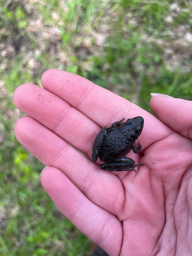 Blanchard's Cricket Frog photographed in Iowa
