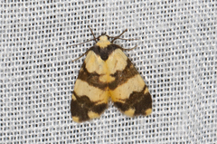 Thallarcha chrysochares
