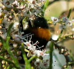 Bombus argillaceus
