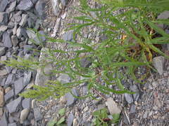 Rumex pallidus