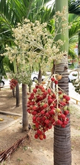 Adonidia merrillii
