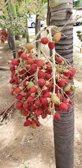 Adonidia merrillii