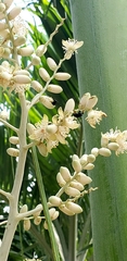 Adonidia merrillii