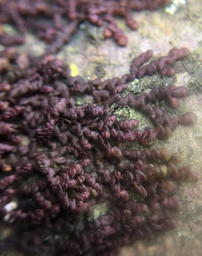 Representative image of Frullania dilatata