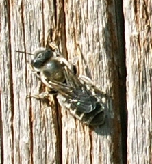 Hoplitis