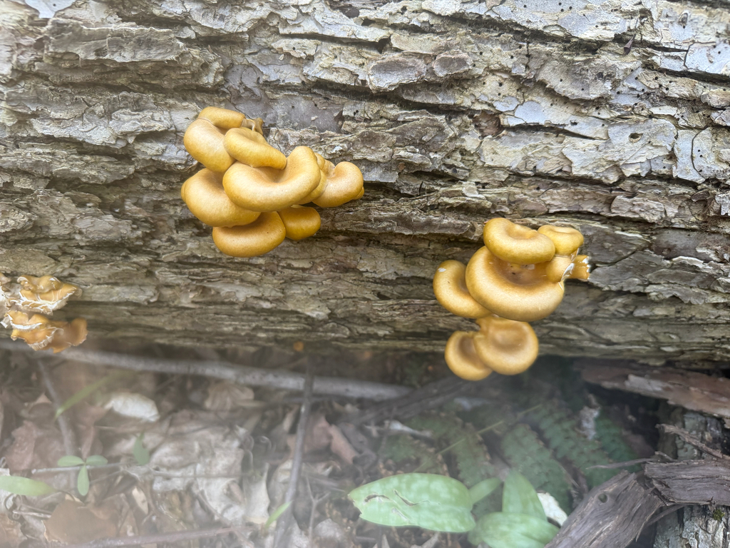 Pleurotus citrinopileatus · April 2026 · photo: © fungee (iNaturalist, cc0)