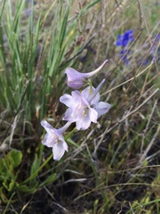 Delphinium variegatum