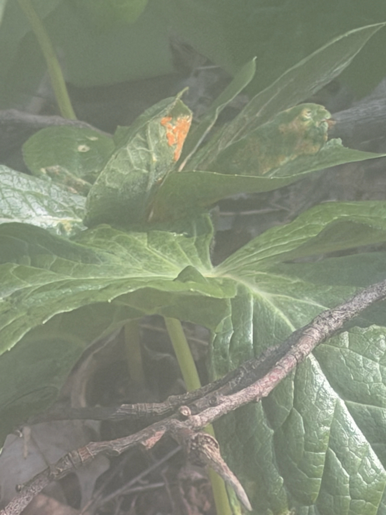 Mayapple Rust Mayapple Rust from Concord Township, OH, US on April 20, 2026 at 05:39 ...
