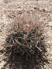 Coryphantha poselgeriana