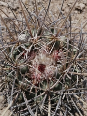 Coryphantha poselgeriana