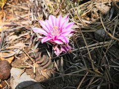 Echinofossulocactus dichroacanthus