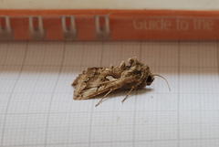 Cornutiplusia circumflexa