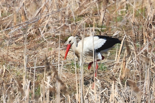 White Stork