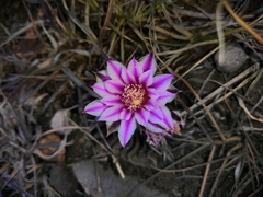 Echinofossulocactus dichroacanthus