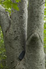 Euonymus macropterus