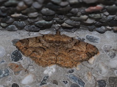 Psilalcis pulveraria