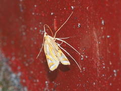 Eoophyla conjunctalis