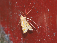 Eoophyla conjunctalis