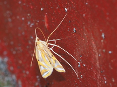 Eoophyla conjunctalis