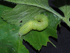 Chrysodeixis minutus