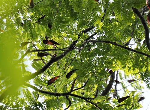 Schizolobium parahyba - Fruit