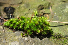 Bryum canariense
