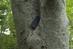 Euonymus macropterus