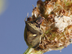 Eysarcoris aeneus