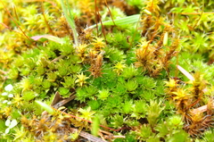 Bryum canariense