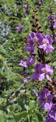 Dioclea grandiflora (Dioclea grandiflora)