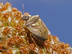 Eysarcoris aeneus