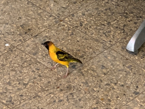 Village Weaver