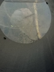 Ambystoma gracile