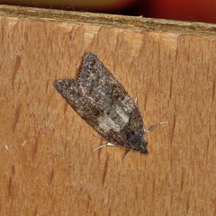 Dichelia cosmopis