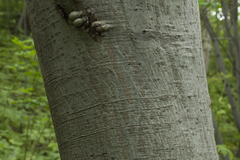 Euonymus macropterus