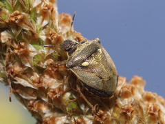 Eysarcoris aeneus