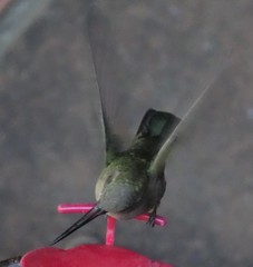 Cynanthus latirostris