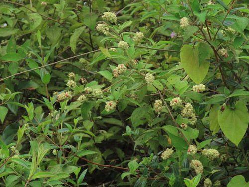 Varronia tomentosa observed 2026-04-24