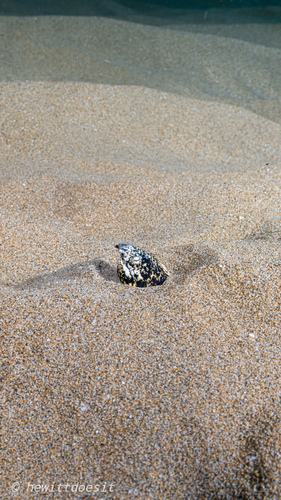 Callechelys marmorata, 2026-04-28