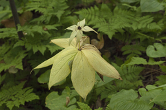 Paris verticillata
