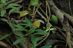 Mylothris chloris chloris