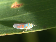 Linnavuoriella arcuata