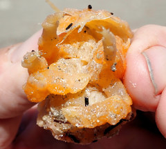 Austrodromidia octodentata