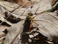 Laphria saffrana