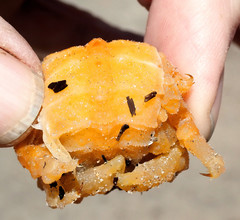 Austrodromidia octodentata