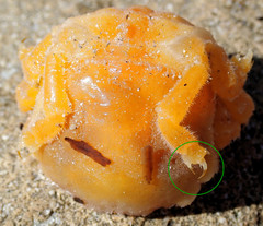 Austrodromidia octodentata