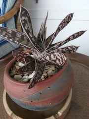 Gasteria bicolor