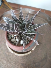 Gasteria bicolor