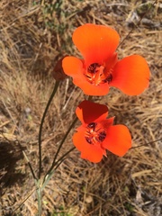 Calochortus kennedyi kennedyi